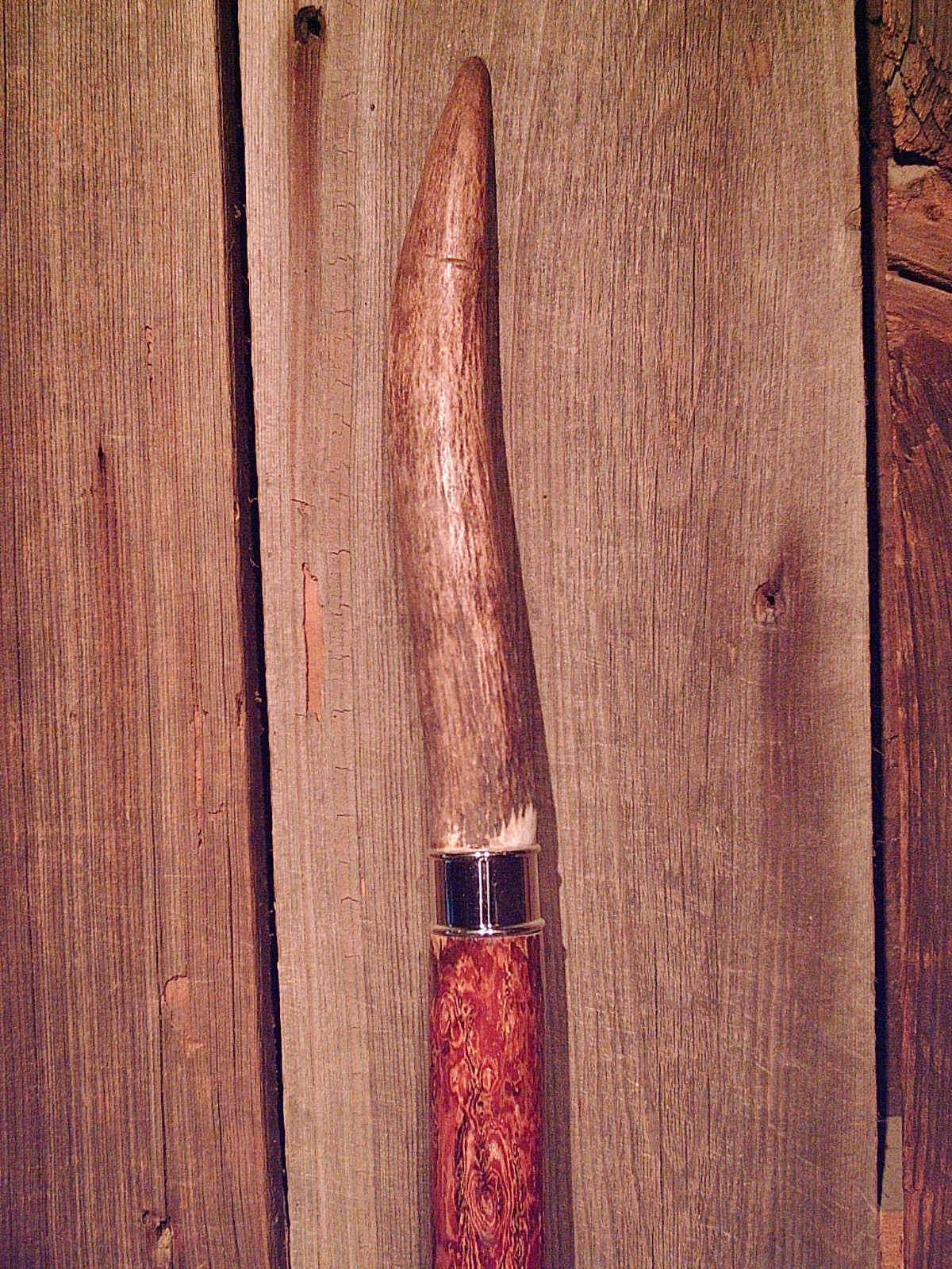 MOOSE HORN walking stick NATURAL GROWN SAASSAFRAS WOOD CUSTOM MADE IN THE USA